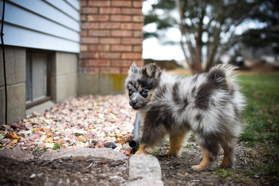 Australian Shepherd