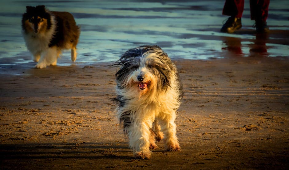 Bearded Collie
