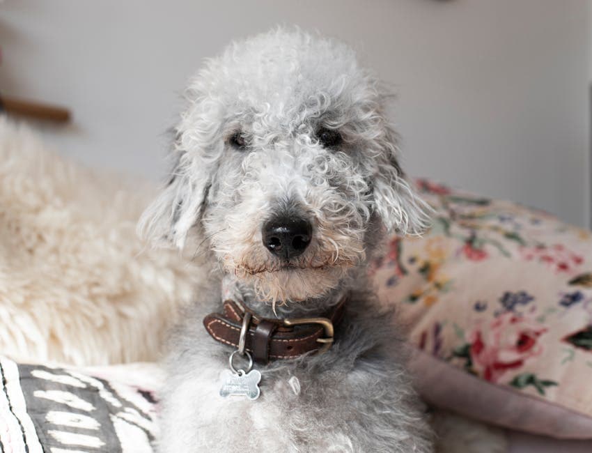 Bedlington Terrier