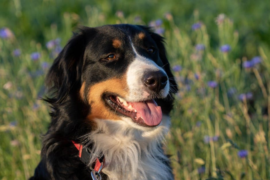 Bernese Mountain Dog