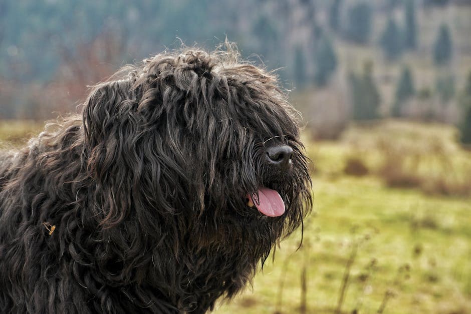 Bouvier Des Flandres