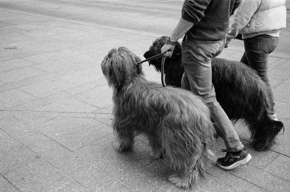 Briard