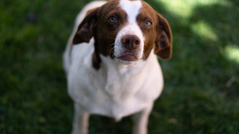 Brittany Spaniel