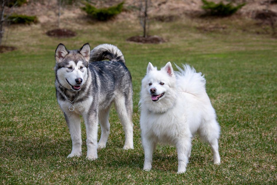 Canadian Eskimo Dog