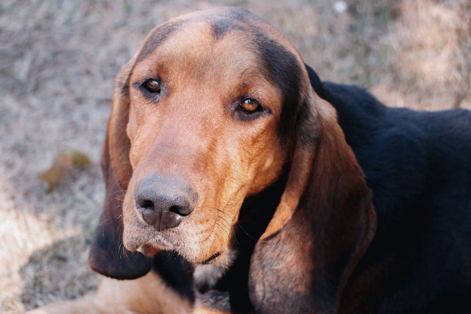 Coonhound