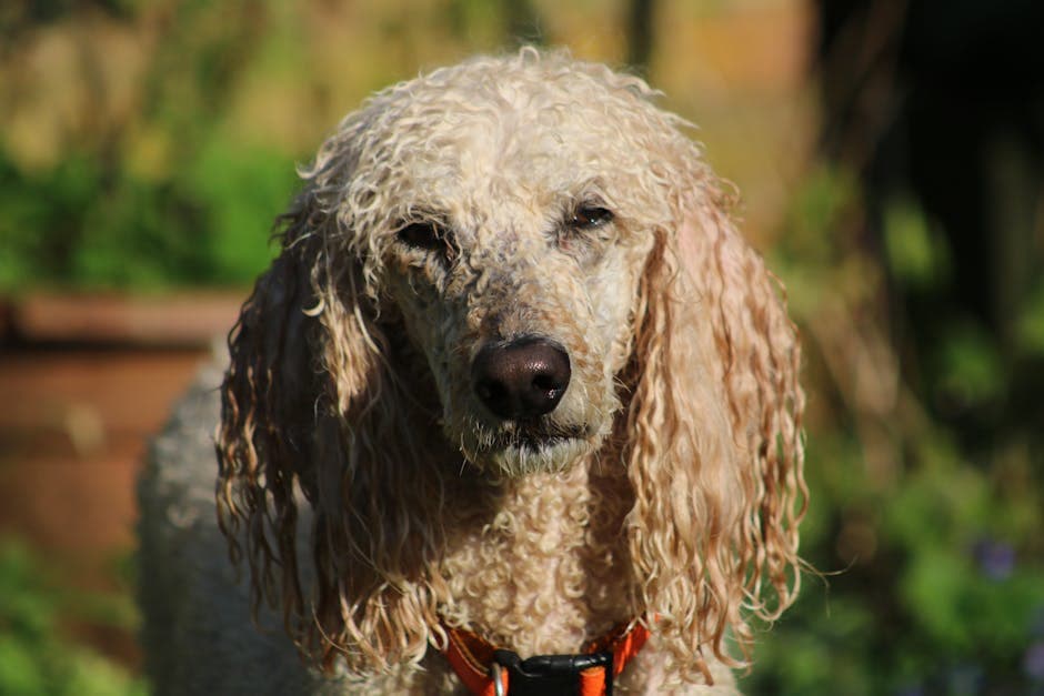 Curly Coated Retriever