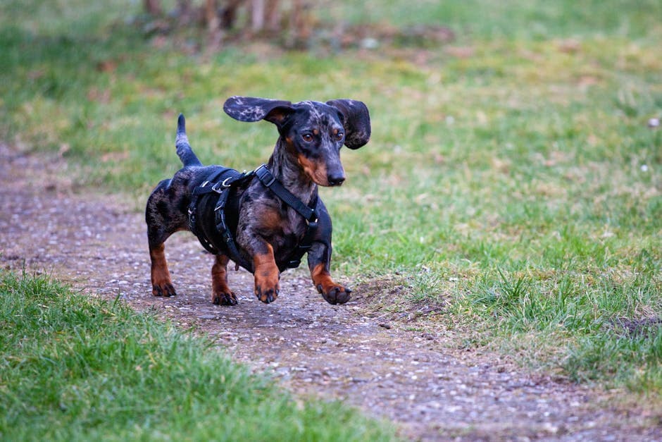 Dachshund