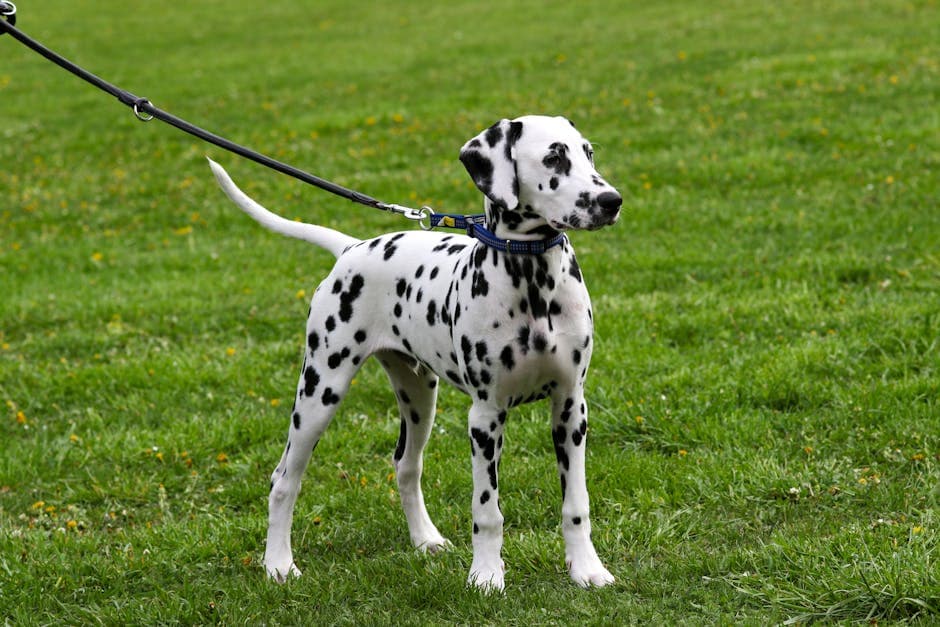 Dalmatian