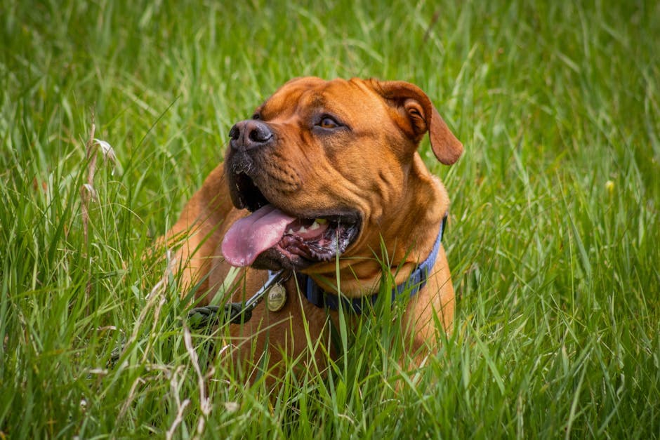 Dogue De Bordeaux