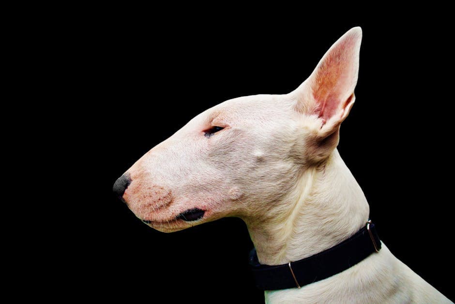 English Bull Terrier