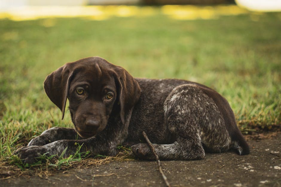 German Shorthaired Pointer
