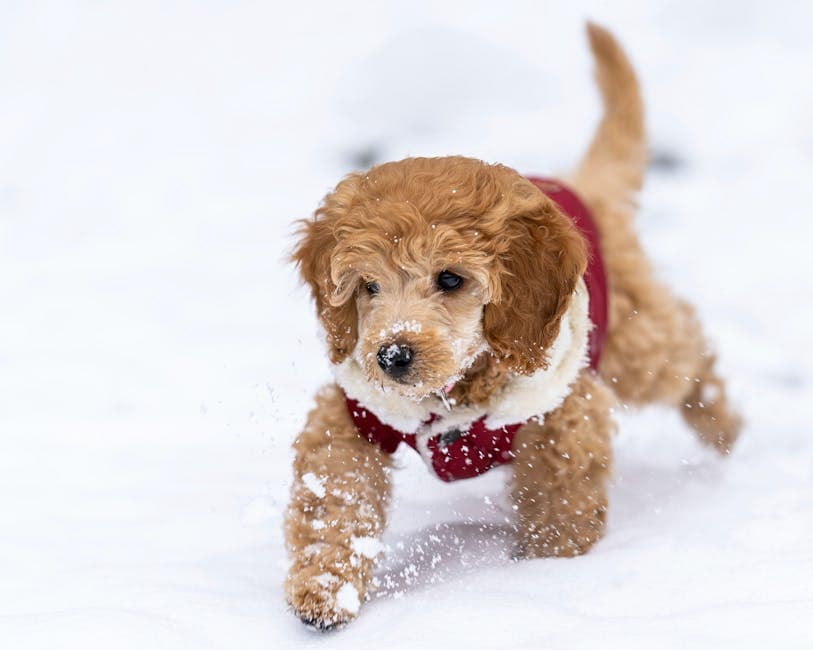 Goldendoodle
