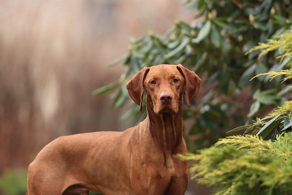 Hungarian Vizsla