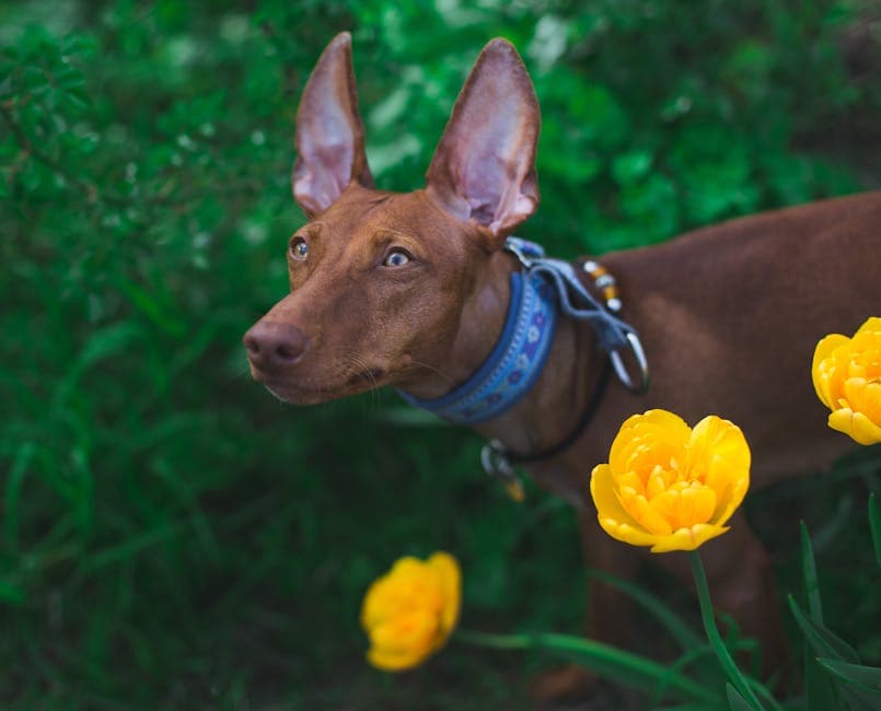 Ibizan Hound