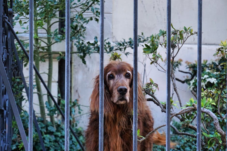 Irish Setter