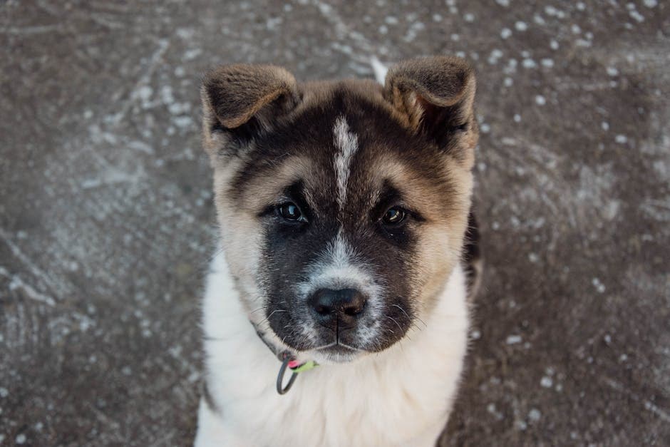 Japanese Akita Inu