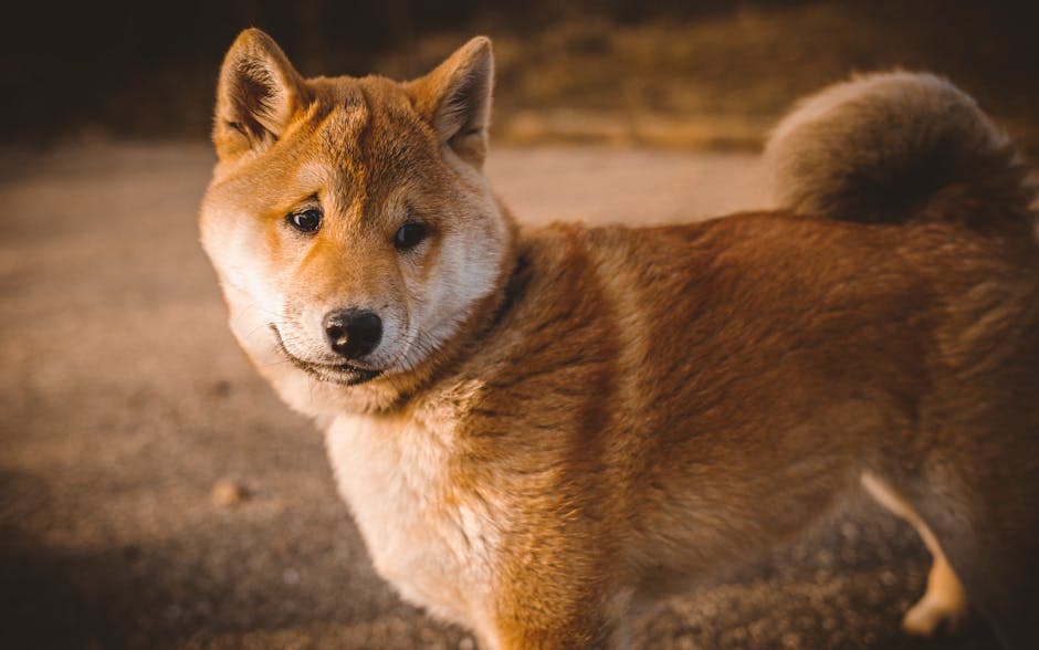 Japanese Shiba Inu