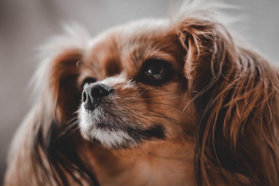 King Charles Spaniel