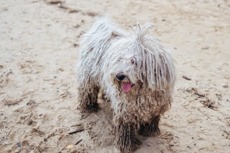 Komondor