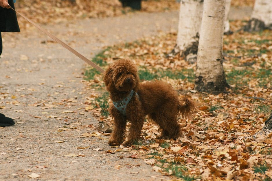 Labradoodle