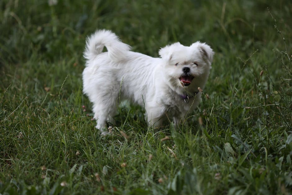 Maltese