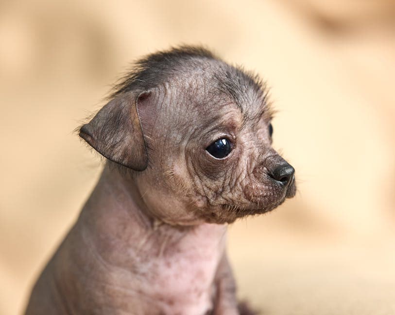 Mexican Hairless