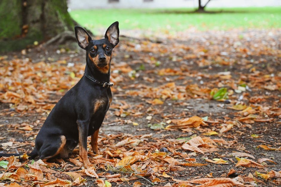 Miniature Pinscher