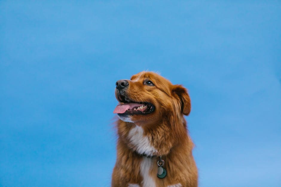 Nova Scotia Duck Tolling Retriever