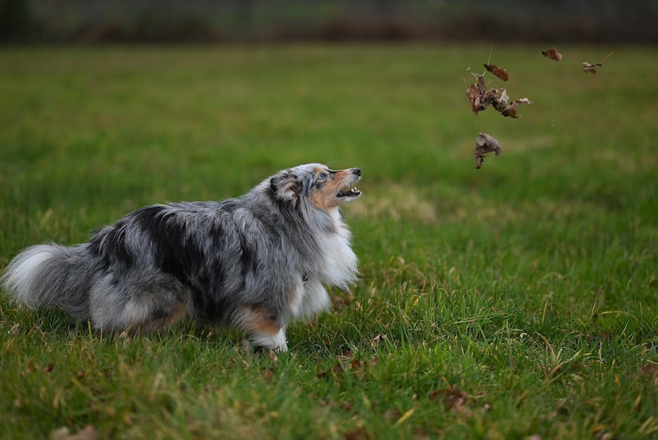Shetland Sheepdog