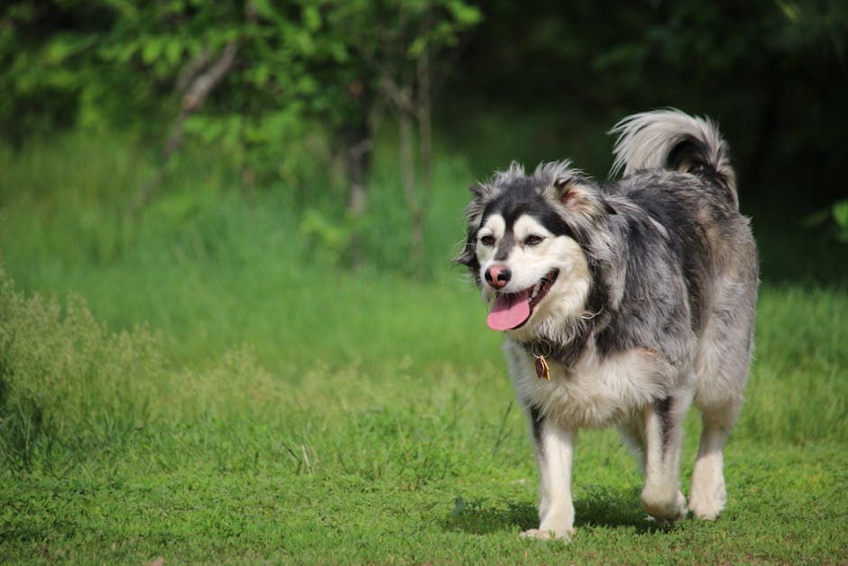 Swedish Lapphund