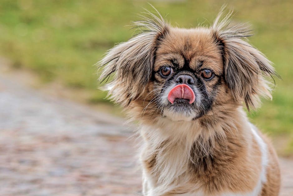 Tibetan Spaniel