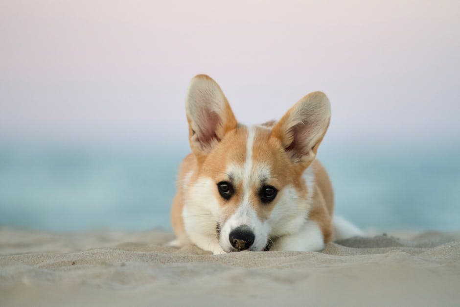 Welsh Corgi Cardigan