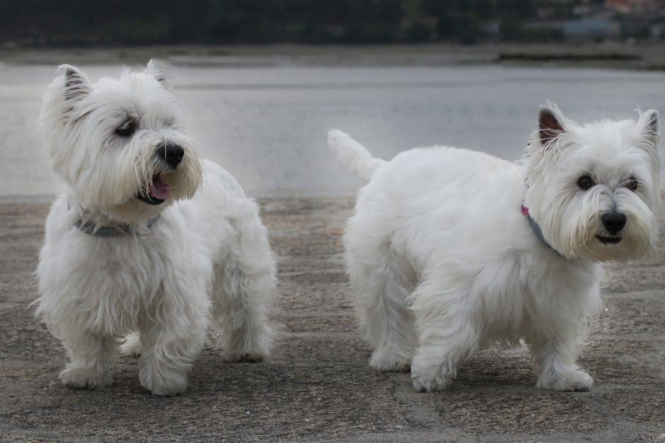 West Highland Terrier