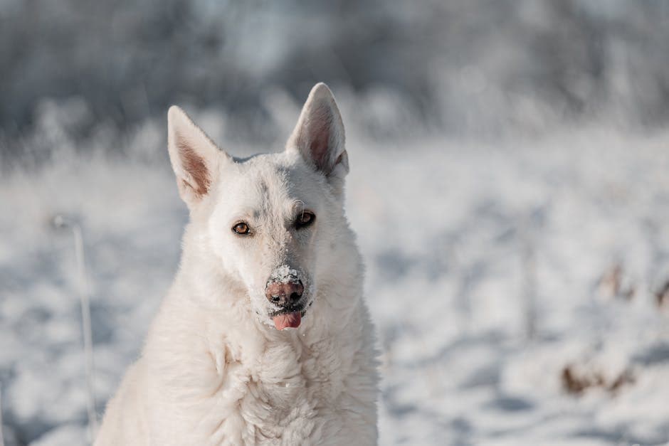White Swiss Shepherd