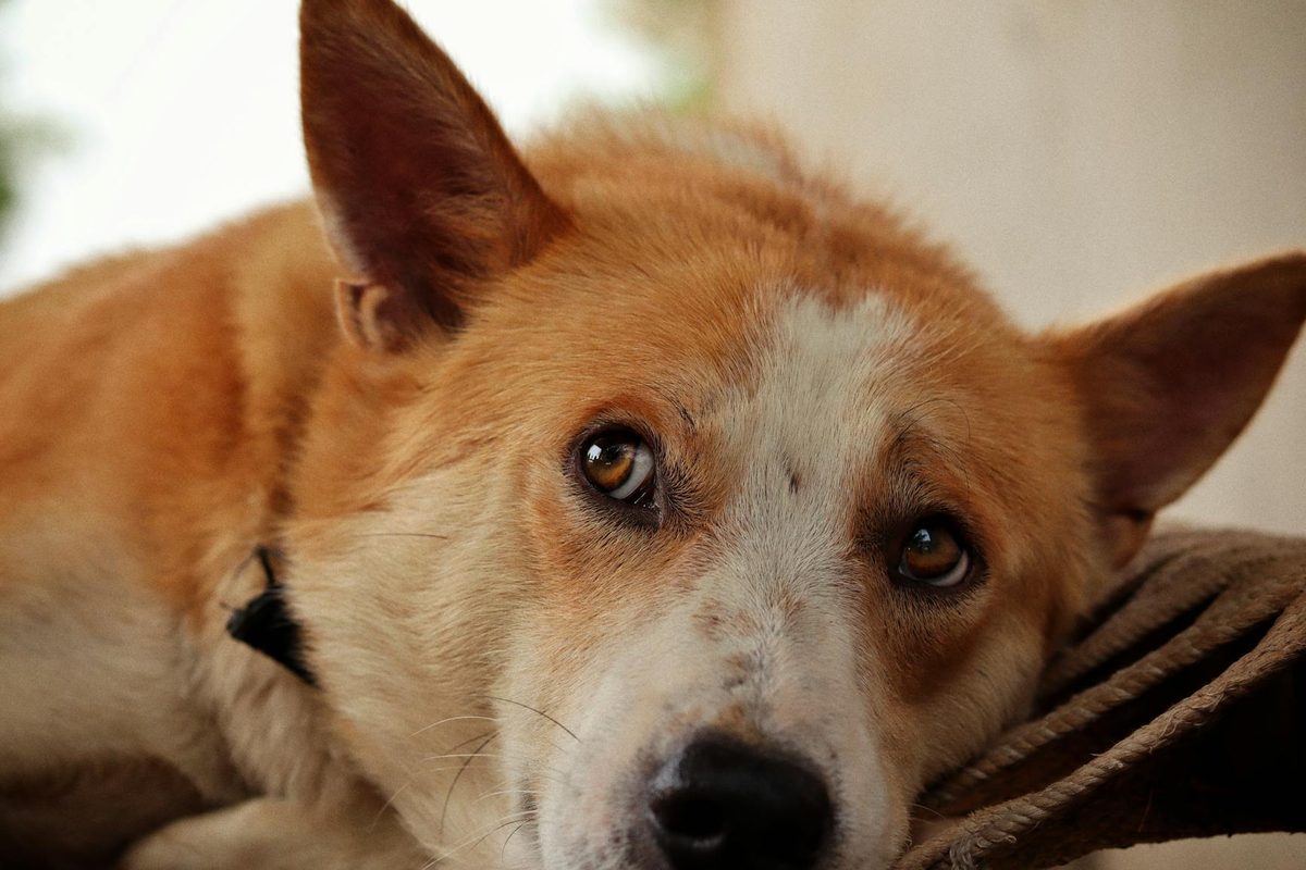 Best Dog Foods for Sensitive Stomachs