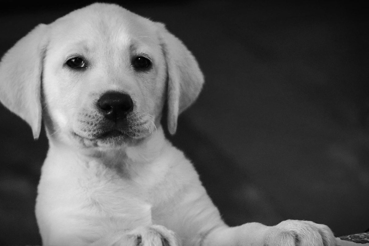 Best Puppy Foods in the UK: What to Feed in the First Year