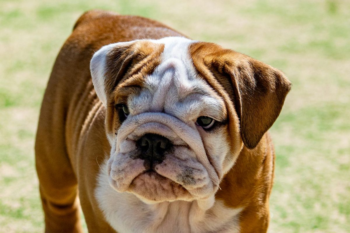 Best Dog Foods for Bulldogs and Flat-Faced Breeds