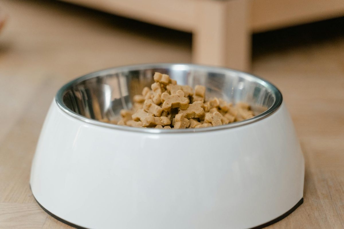 Digestive Health in Dogs: The Best Foods and Supplements