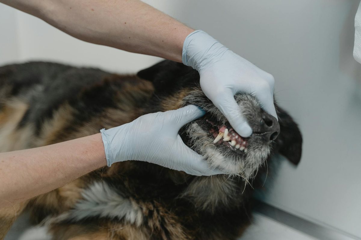 Dog Food for Dental Health: How What They Eat Affects Their Teeth