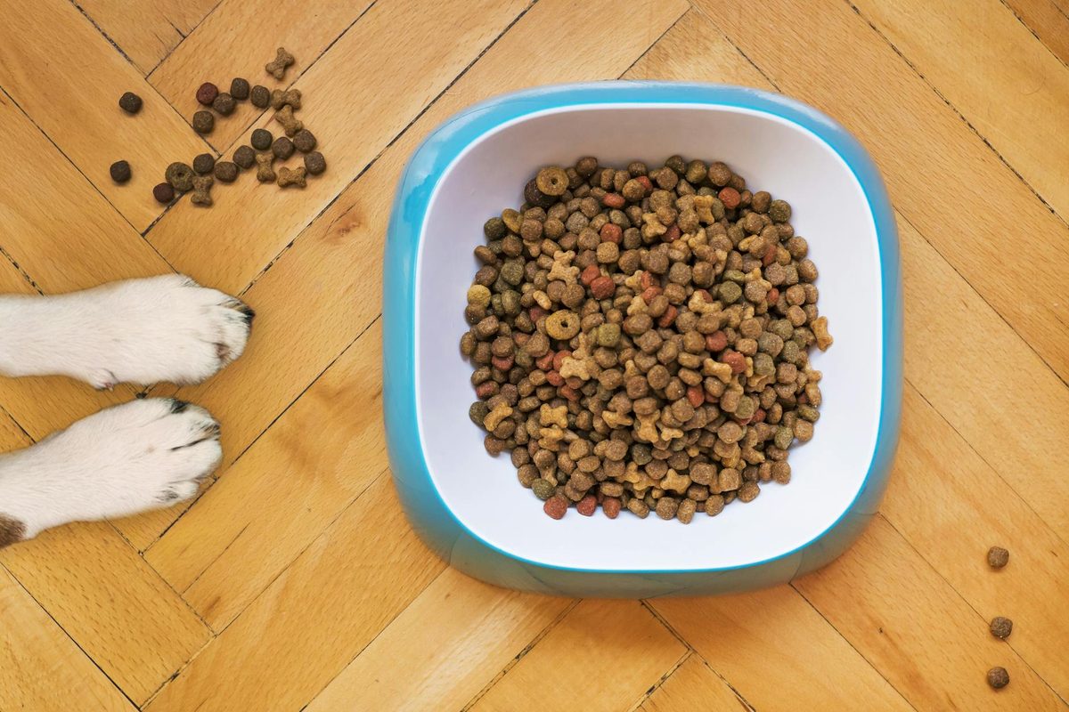 Dog Food for Kidney Disease: What Vets Recommend and Why