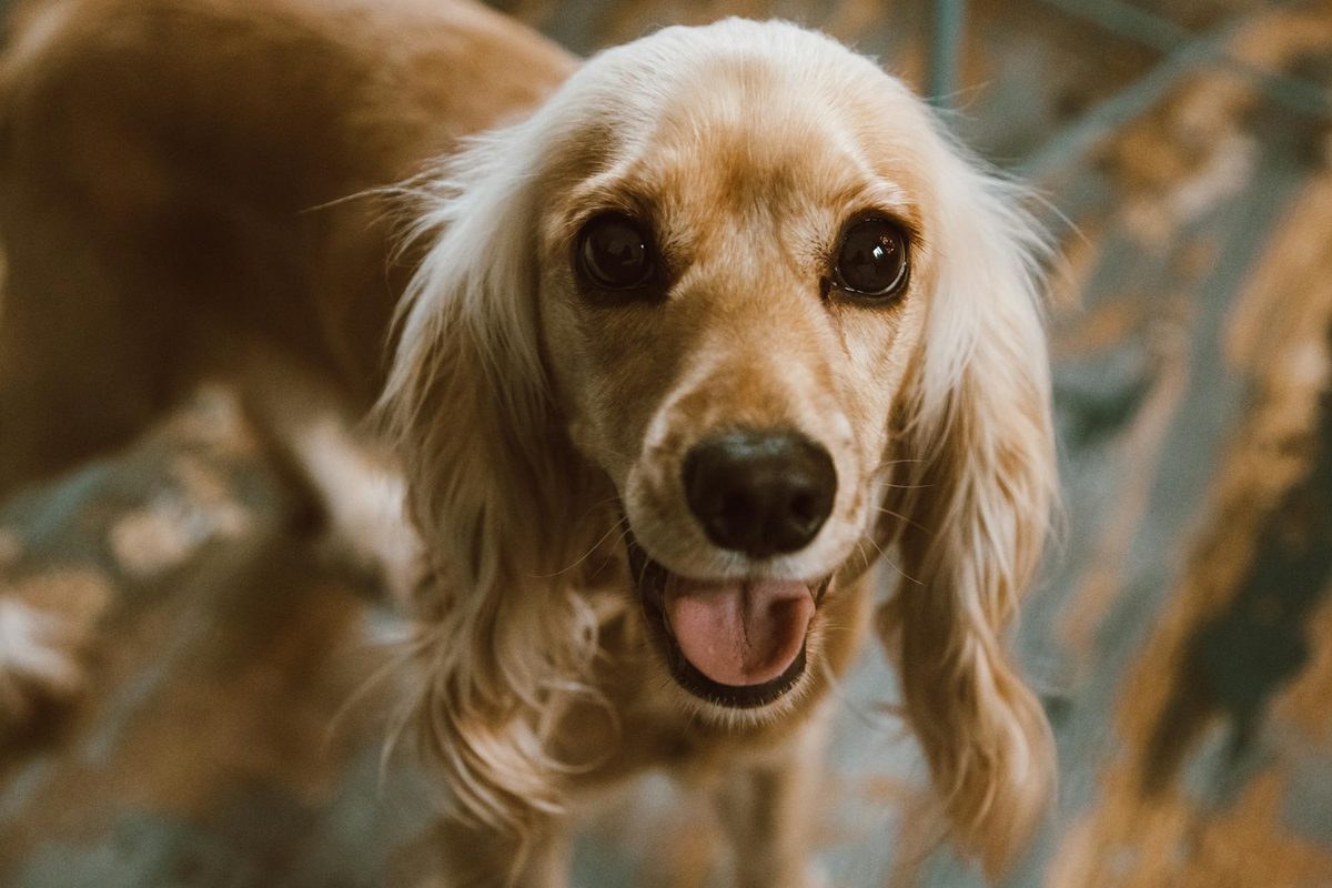 Dog Food for Shiny Coats: Ingredients That Improve Skin and Fur