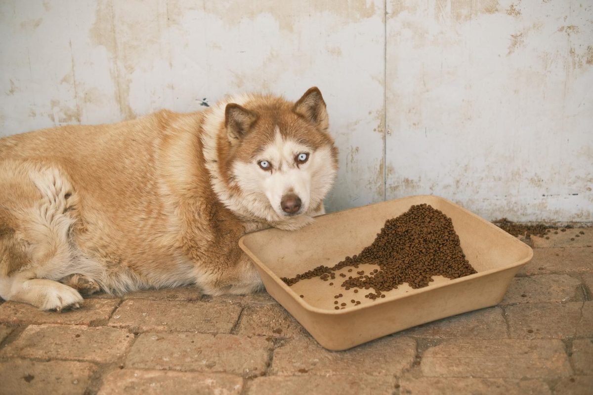 Dog Food for Weight Loss: Helping Your Dog Reach a Healthy Weight