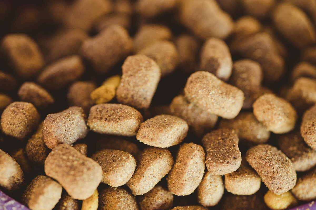Freeze-Dried Dog Food: Is It Worth the Premium Price?