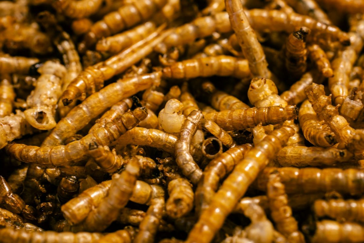 Insect-Based Dog Food: Is It a Viable Alternative to Meat?