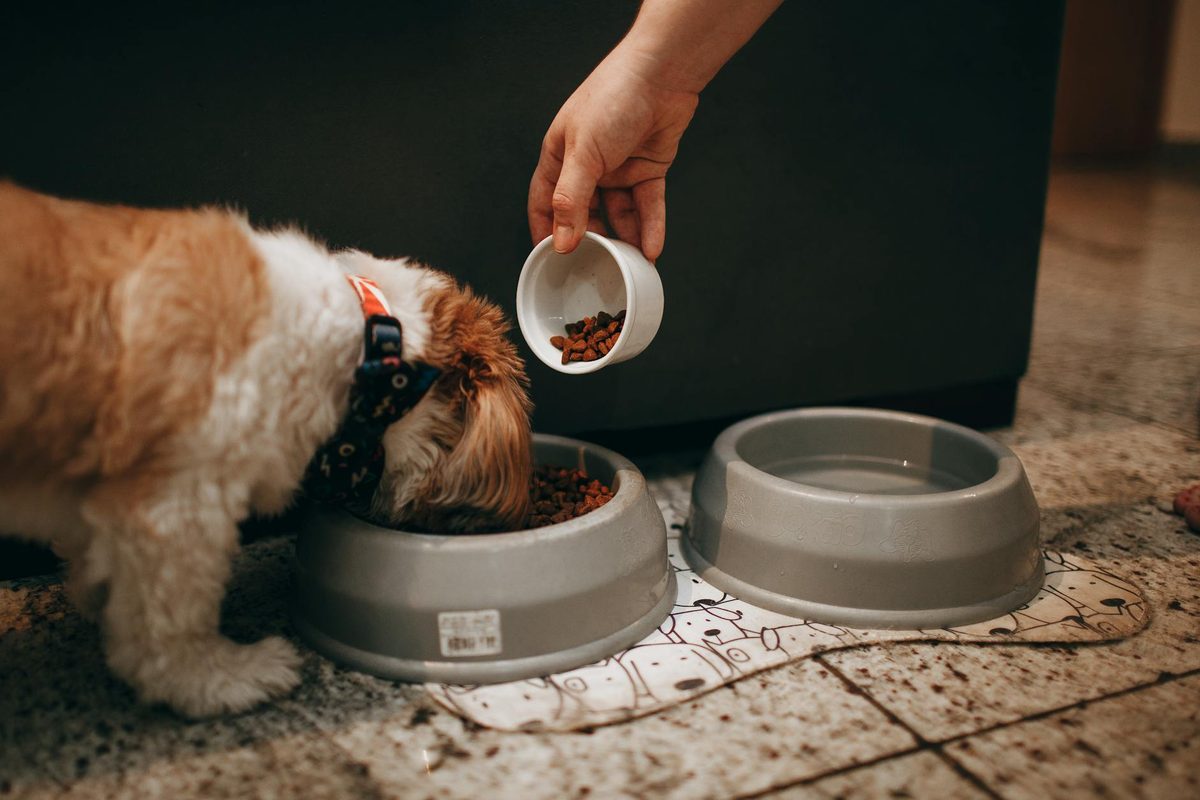 Puppy Feeding Schedule: A Month-by-Month Guide
