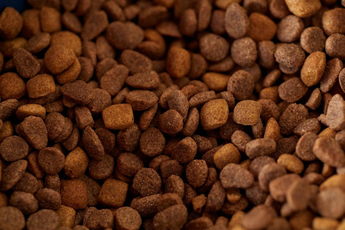 UK Dog Food Brands Compared: Which Are Worth the Money?