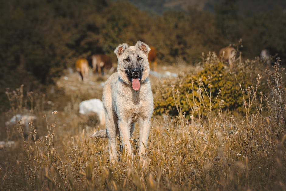 Anatolian Shepherd
