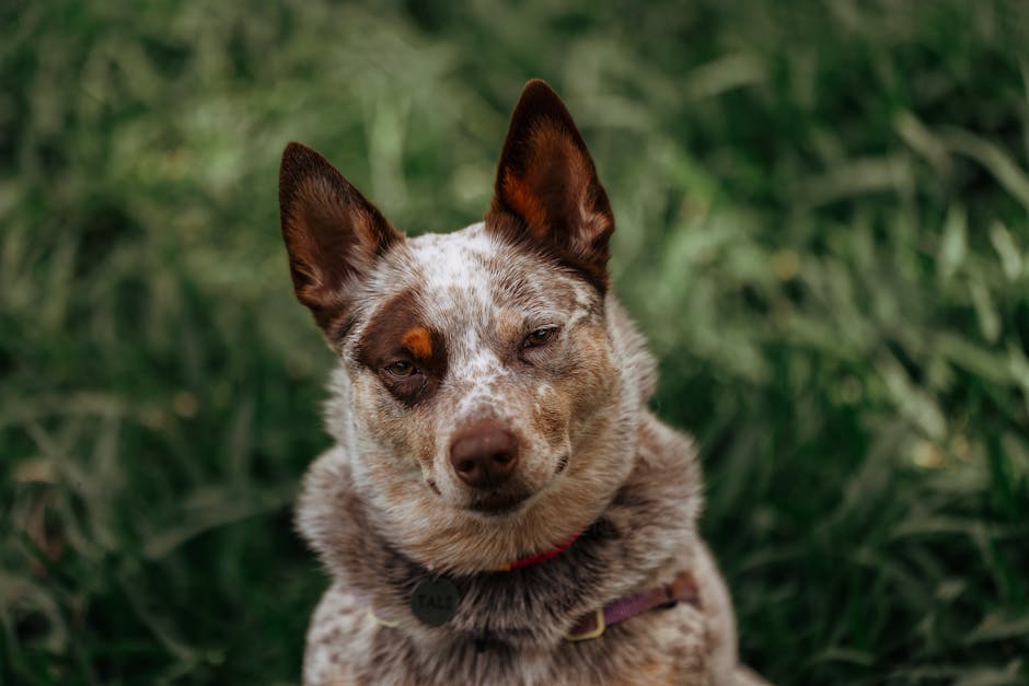 Australian Cattle Dog