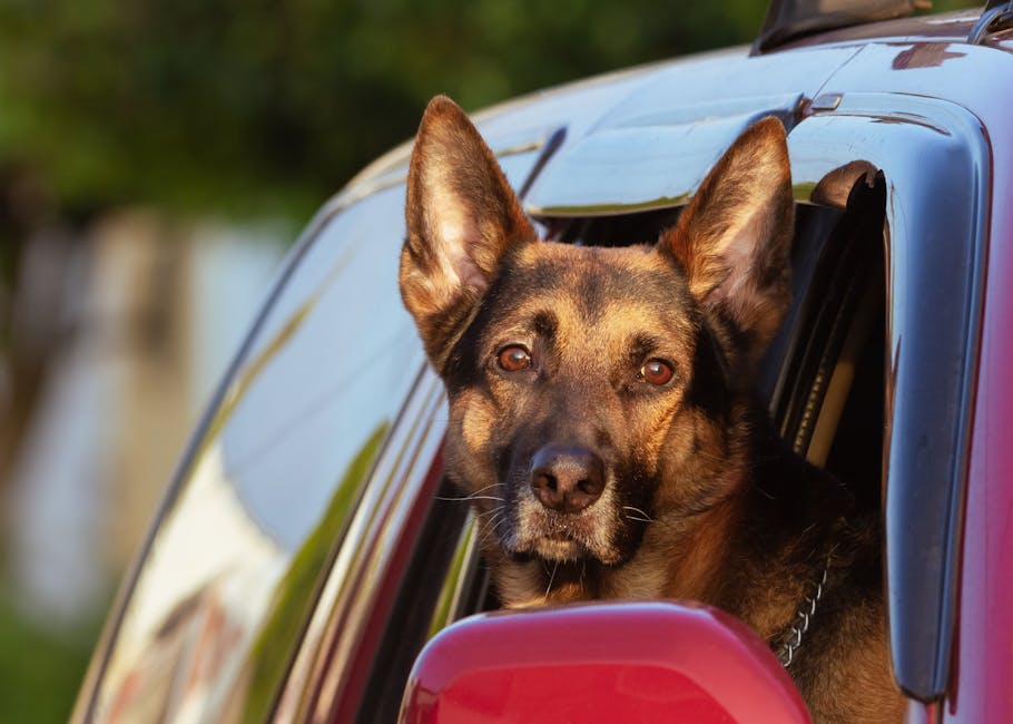 Belgian Shepherd Dog