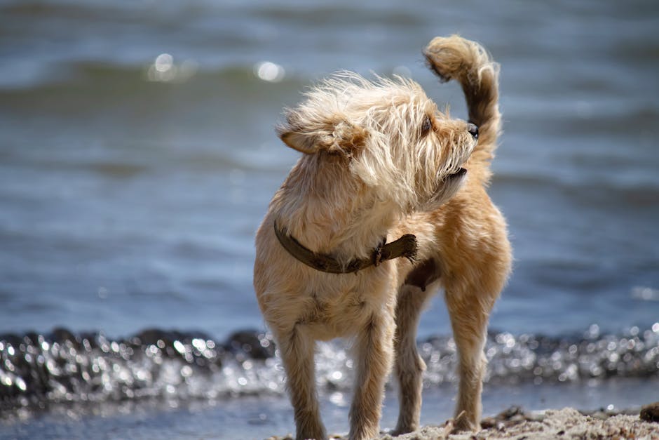 Cairn Terrier
